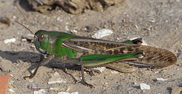 keleti vándorsáska (Locusta migratoria)