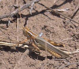 Melanoplus flavidus