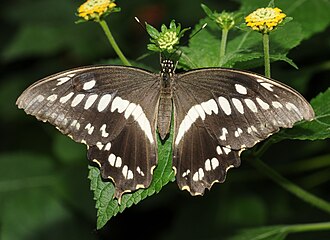 Papilio constantinus