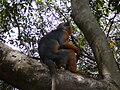 Westafrikanischer Stummelaffe Western Red Colobus