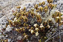 A Pimelea microphylla showing flowers