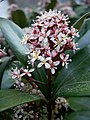 Skimmia japonica 'Rubella'