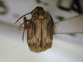 Callosobruchus phaseoli