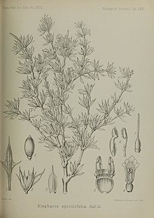 Black and white pencil sketch of Blepharis spiculifolia and it's various parts