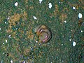 Juvenile Red Triangle Slug on moist Hawkesbury Sandstone, Chatswood West, Australia