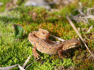 Männlicher Teichmolch (Triturus vulgaris)