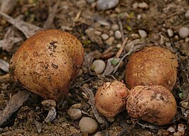 Geelroze vezeltruffel