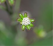 Close-up of central flowers and unripe fruit