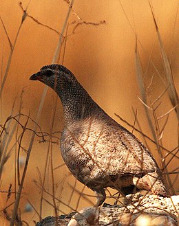 Álarcos sivatagifogoly (Ammoperdix griseogularis)