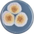 Aspergillus ostianus growing on CYA plate