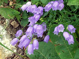 Campanula cespitosa