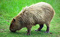Kapibara, Hydrochoerus hydrochaeris