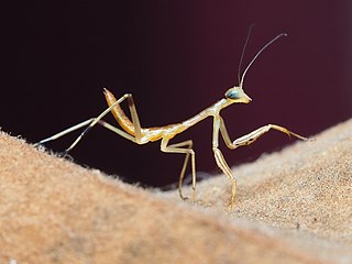 1st instar nymph