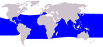 Pygmy killer whale range