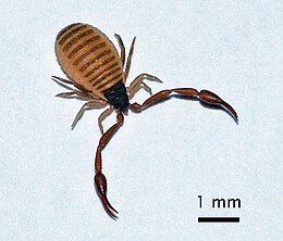 Könyvskorpió (Chelifer cancroides)