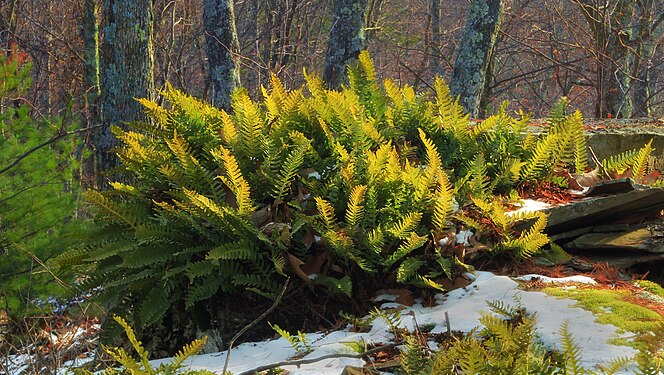 Polystichum acrostichoides growing in Tiadaghton State Forest, Lycoming County, along the Golden Eagle Trail.