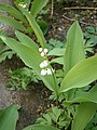 Convallaria majalis