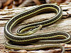 Eastern Ribbon Snake