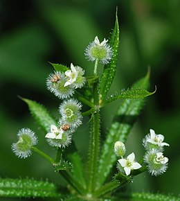 Galium aparine