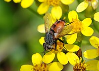 Tachinid fly