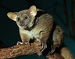 gray galago on a branch