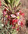 Gaura coccinea