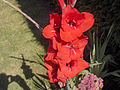 Gladiole