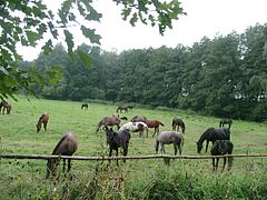 Jonge paarden in Polen