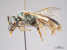 Lasioglossum callaspis