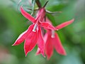 Lobelia cardinalis