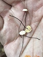 Eingetrocknete Halsband-Schwindlinge (Marasmius rotula)