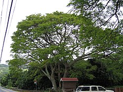 Mark Twain monkeypod tree