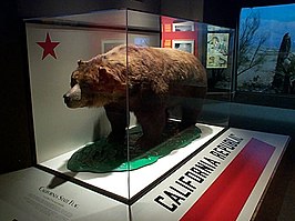 Californische grizzlybeer