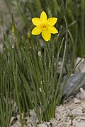 Blüte von Narcissus assoanus