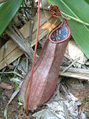 Nepenthes tomoriana; Celebes