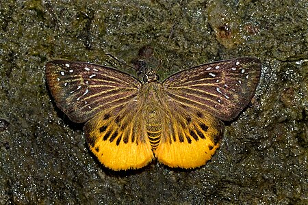 Dorsal view