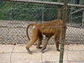 Guinea-Pavian Guinea Baboon