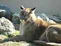 Cougar at Phillips Park