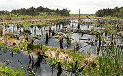 Rehburger Moor