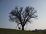 Birnbaum (Pyrus communis)