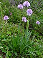 Traunsteinera globosa growing in the West Tatra Mountains