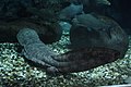 Image 30The entirely aquatic Chinese giant salamander is the world's largest amphibian, reaching up to 1.8 m (5.9 ft) in length. (from Yangtze)
