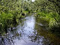 Allen Creek (outflow of Scott Lake)