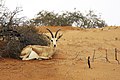 Sandgazelle