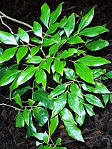 A. muellerianum foliage