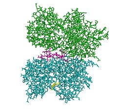 Natriuretisches Peptid Typ B