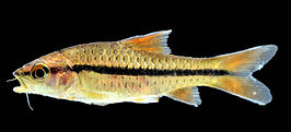 Barbus holotaenia