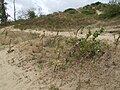 Bestand im Dünengürtel Dune du Perroquet an der Nordsee