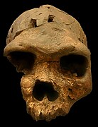 Bodo cranium (0.6 Ma)