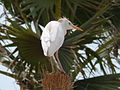 Kuhreiher Cattle Egret